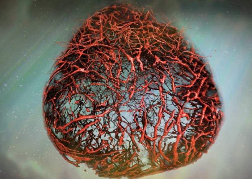 Blood vessels grown in the laboratory