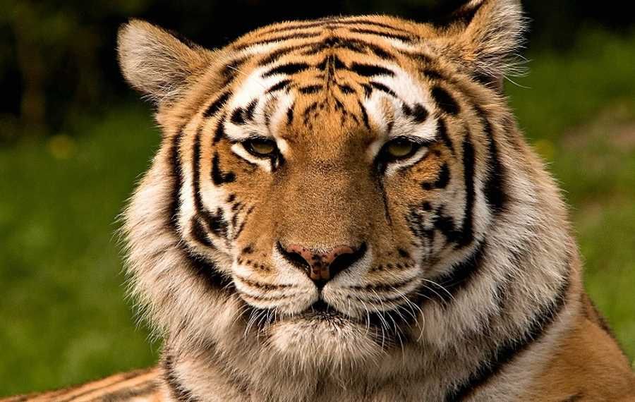 Nepal’s tiger population has doubled in a decade
