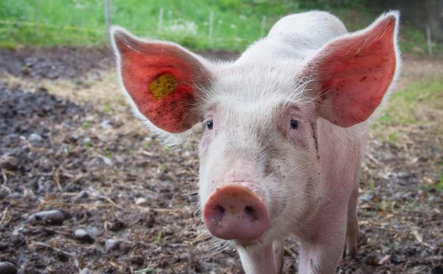Researchers have restored some pig brain functions hours after death