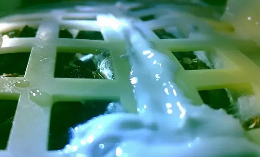 The first plant on the moon froze