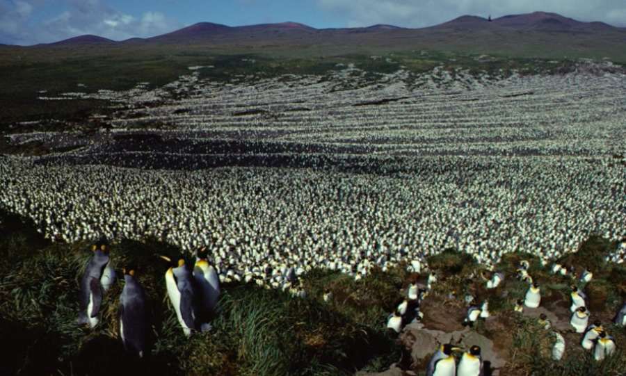 The world’s largest penguin colony decimated. Researchers do not know the reasons for the